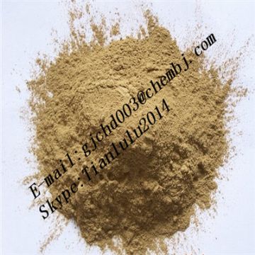 Armillaria Mellea Powder 